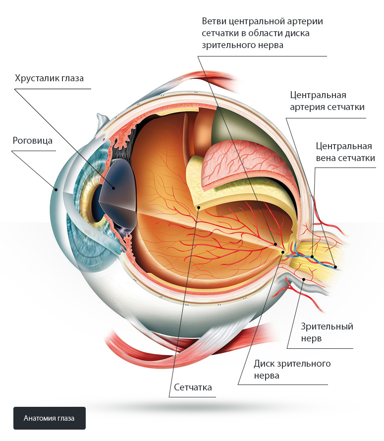 Анатомия глаза. Хрусталик